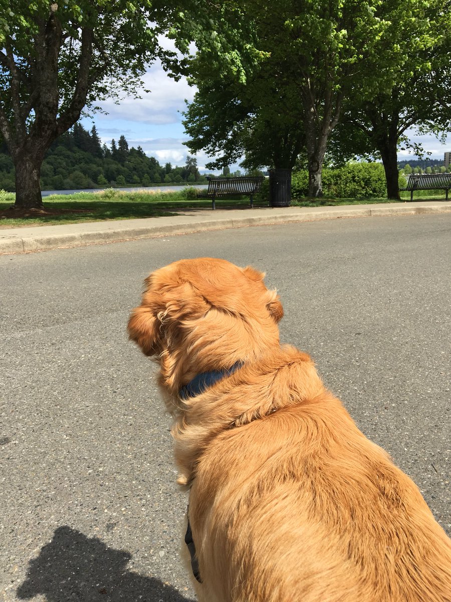 AZluvSounders's tweet image. Walk time around capitol lake.  #prettyday #gooutsideandplay