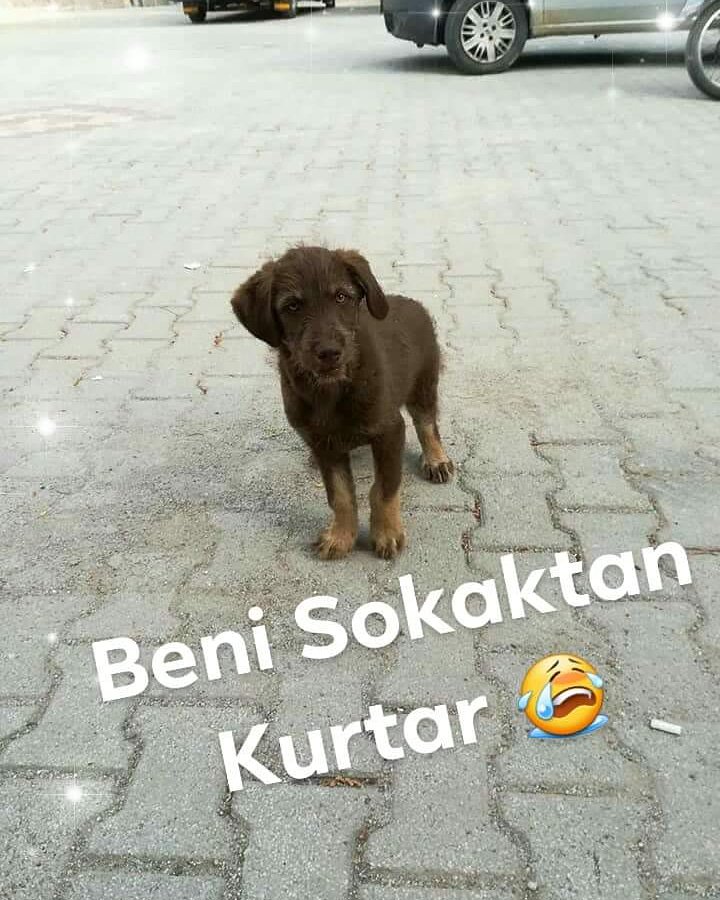 "<a href="/masum_gozler/">Masum Gözler</a>
SOKAKLARDA BIR BAŞINA MINICIK BIR  CAN.OGLUMUZUN COJ ACIL KURTARICISINI GEÇICI KALICI #Yuvasını #YuvaArıyoruz . 
ÇANAKKALE 
ILETISIM : 0535 556 77 94