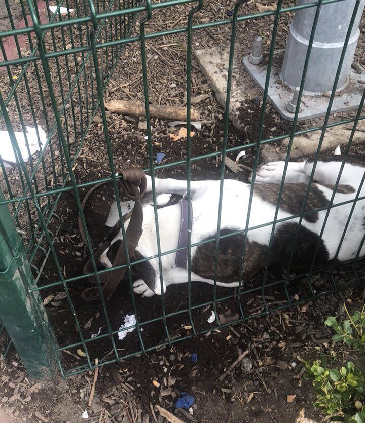 EmmanuelDuprez's tweet photo. En el parque de los Venados @En_BenitoJ unas señoras vestidas en color rosa de un puesto de chicharrones, que ya no están, metieron a este perro al área cercada. Parece que lo abandonaron. Ayuda urgente!! @En_laDelValle @SUGEYABREGO @MundoPatitas @SSP_CDMX @AGUCDMX @RuidoEnLaRed https://t.co/cbKS7ob2JL