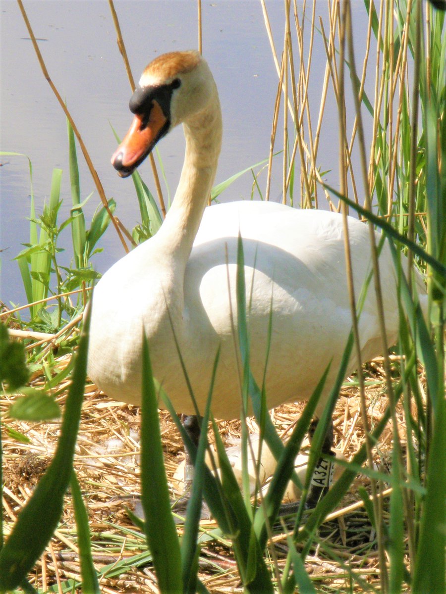 Een beauty die haar nest beschermt. Er lagen vijf eieren in.