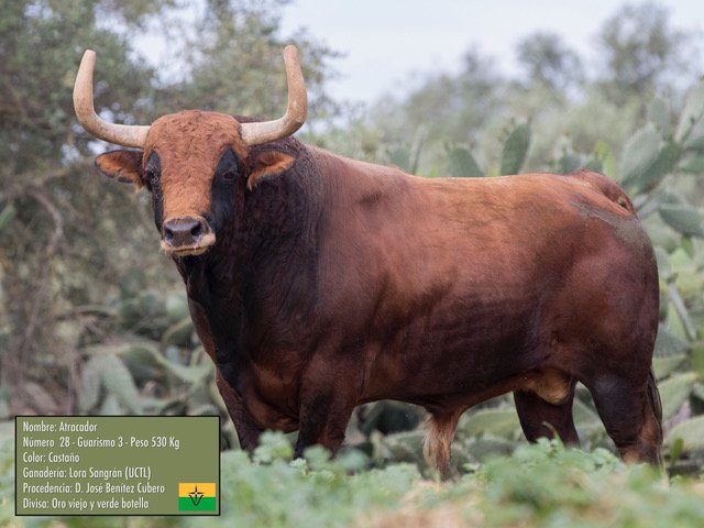 ATC SAN ANTOLIN tweet media