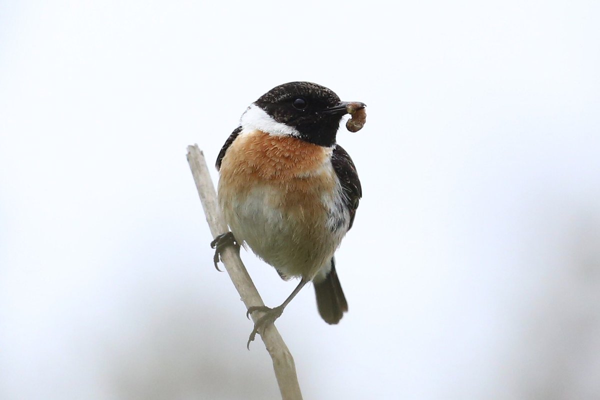 TopvanTexel's tweet photo. In mooie duingebied de #Tuintjes in de top van #Texel tref je tijdens een wandeling veel soorten vogels! Zo ook deze mooie #Roodborsttapuit met lekkers voor het kroost! @NPTexel @waarneming https://t.co/uoi5VC2hTA