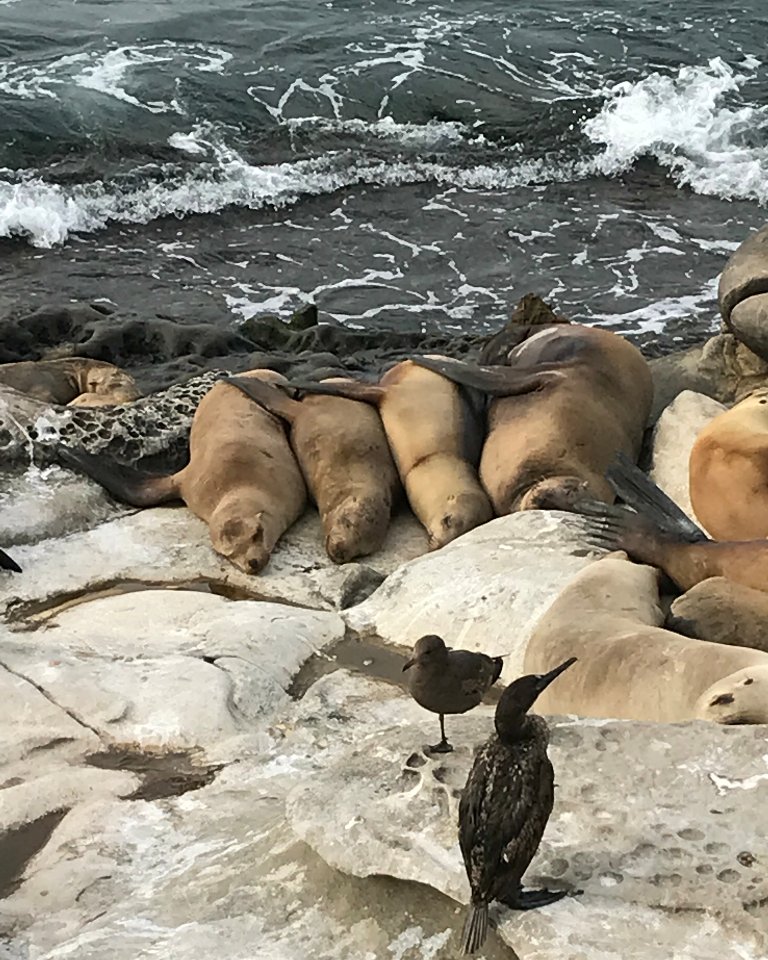 HISanDiego's tweet image. Sleeping buddies in La Jolla 🌈😎📷🇺🇸
#whywehostel #lajolla #sealions #howtosleepinacuteway