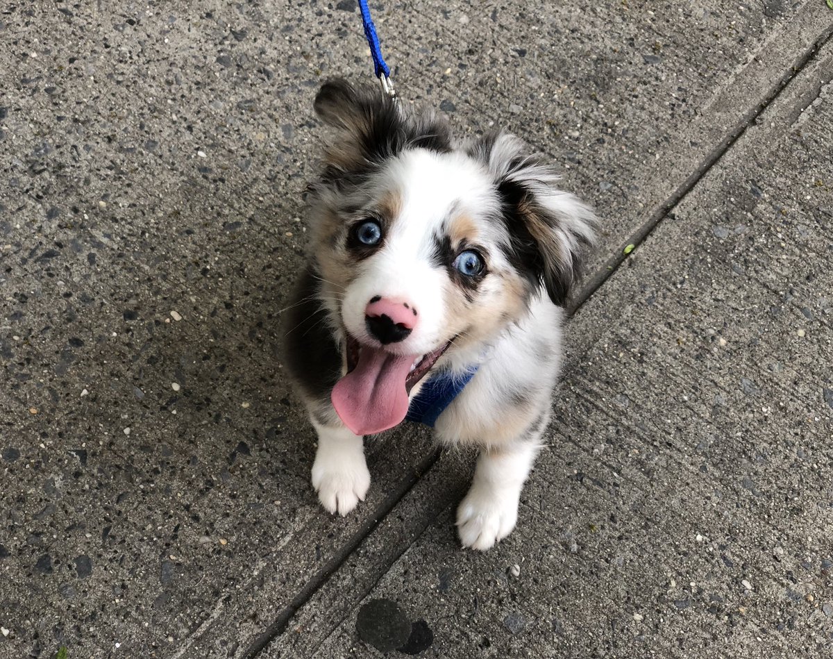 3 month australian shepherd