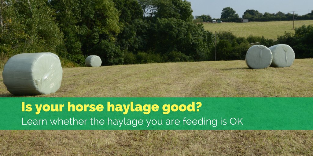 forageplus's tweet photo. How do you know if the horse haylage you are feeding is good? Poor quality forage can affect your horse in many different ways some mild, some serious. Find out more: https://t.co/hZBLseoDjA https://t.co/GvfbAFX7Gl