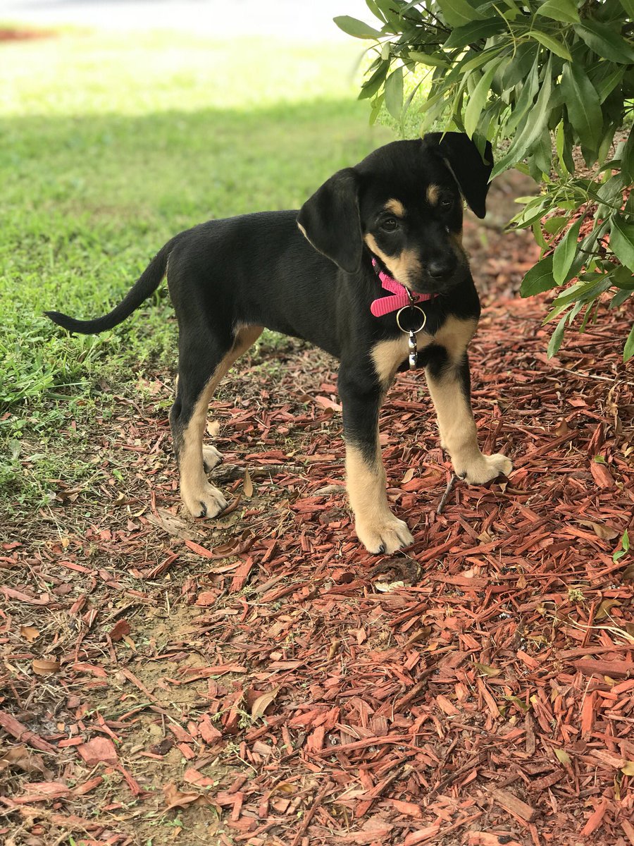 emmapope_9's tweet photo. My pup is a model https://t.co/0XEs9dw53i