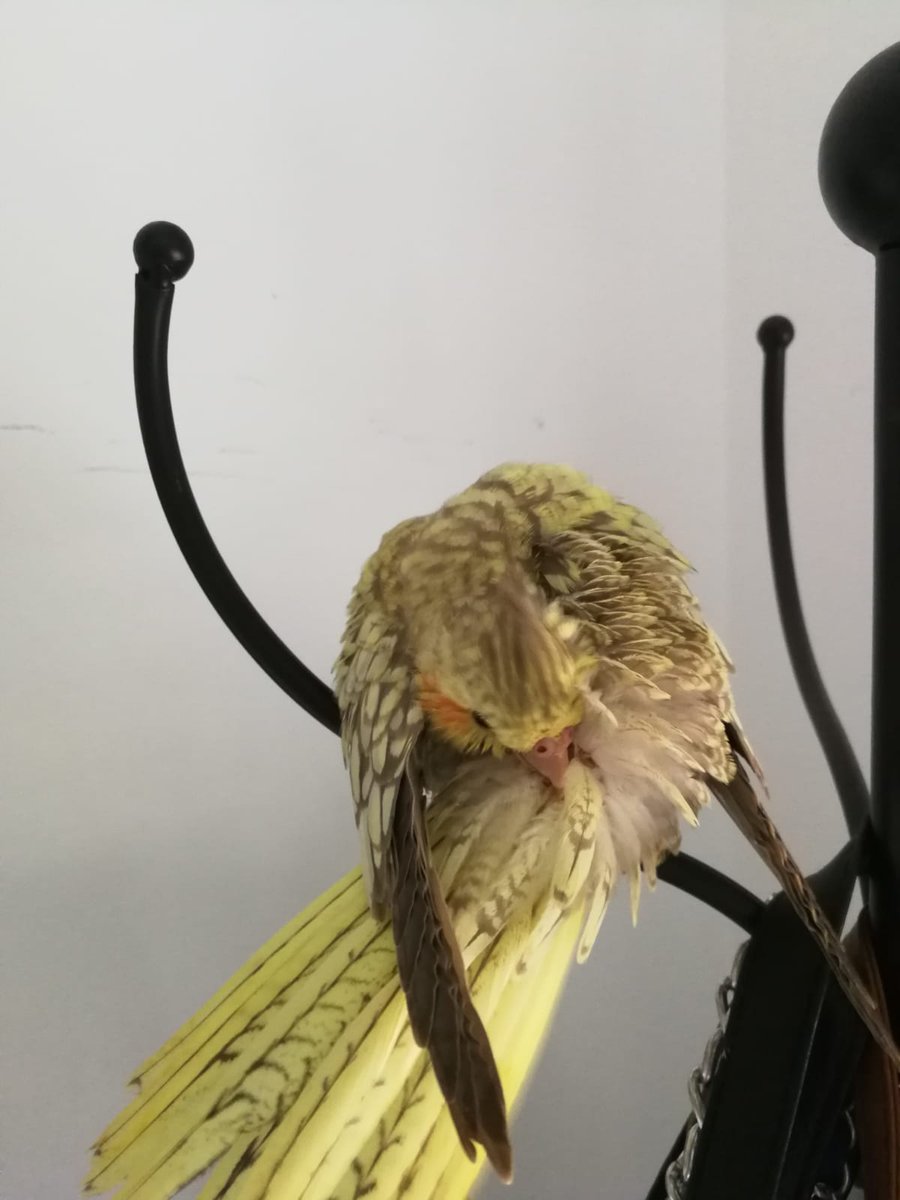 A_montserratsm's tweet photo. 👑Así de bien esta Reina, despues de irse hace 48h del aviario 😍🐣
Más bonita no la ahí! 😊😍🐣
#nymphicushollandicus #reina #cacatue #cedida #aviariomontserratsm https://t.co/GAVUEJVhsI