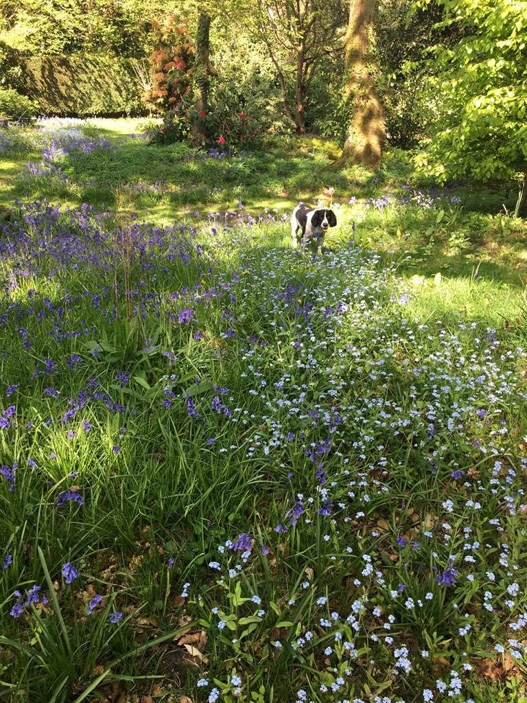 ‘The blue and bright-eyed floweret of the brook, Hope’s gentle gem, the sweet Forget-me-not’ Coleridge. Would I forget you Billy?! #forgetmenot #inthewoods