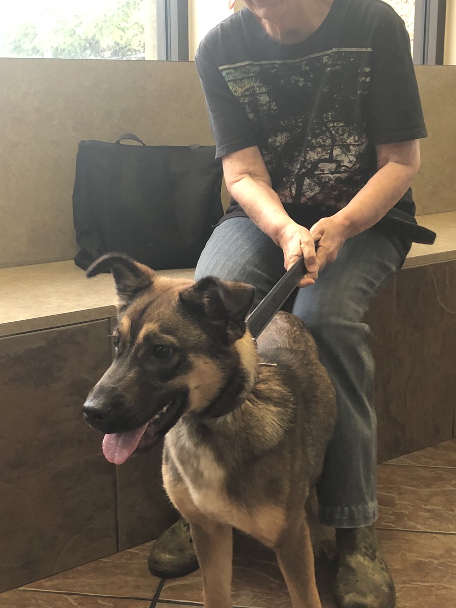 BrowneDowntowne's tweet image. @corbydavidson Hi Corby - We have a lost dog, no tag or chip in Lakewood (on La Vista). Any chance you can retweet?