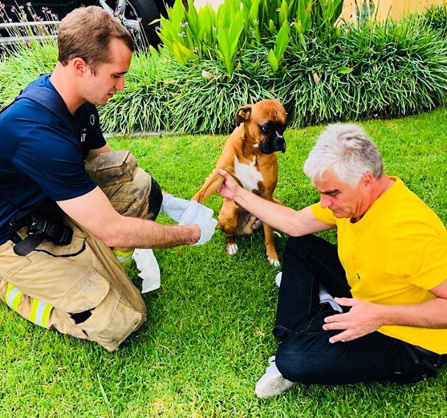 🔥OC Firefighters l🔥
Yesterday we helped out a pup who got his leg stuck. Once we got it free we bandaged it up so his owner could take him to the vet. Not every rescue is the same but we’re always here to help! 
#dogs #boxers #animals #mansbestfriend #news #abc