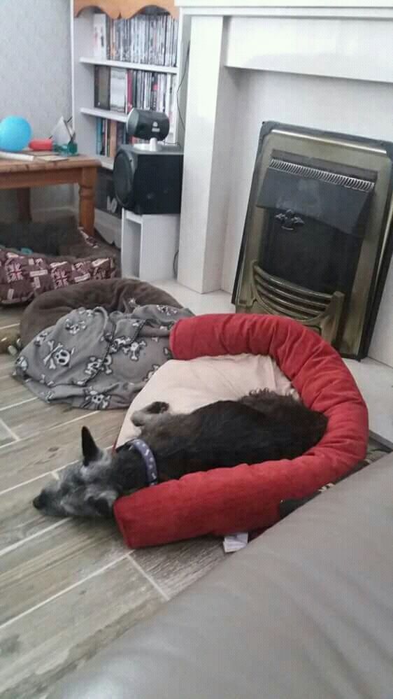 NWDogRescue's tweet image. Remember 16 year old 🐾JADE🐾 who has cataracts, a hearing problem and a bladder tumour?  Here she is already settled into her furever foster home.  Can you help with  a small donation towards her treatment please?

Text JADE16 £amount to 70070 or
justgiving.com/campaigns/char…