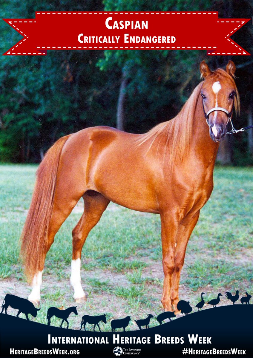LConservancy's tweet image. Caspian horse - Critically Endangered
The Caspian breed is being studied by The Livestock Conservancy to document its antiquity, characterize its relationship with other breeds, and describe its place in equine history. Learn more here: bit.ly/CaspianHorse #HeritageBreedsWeek