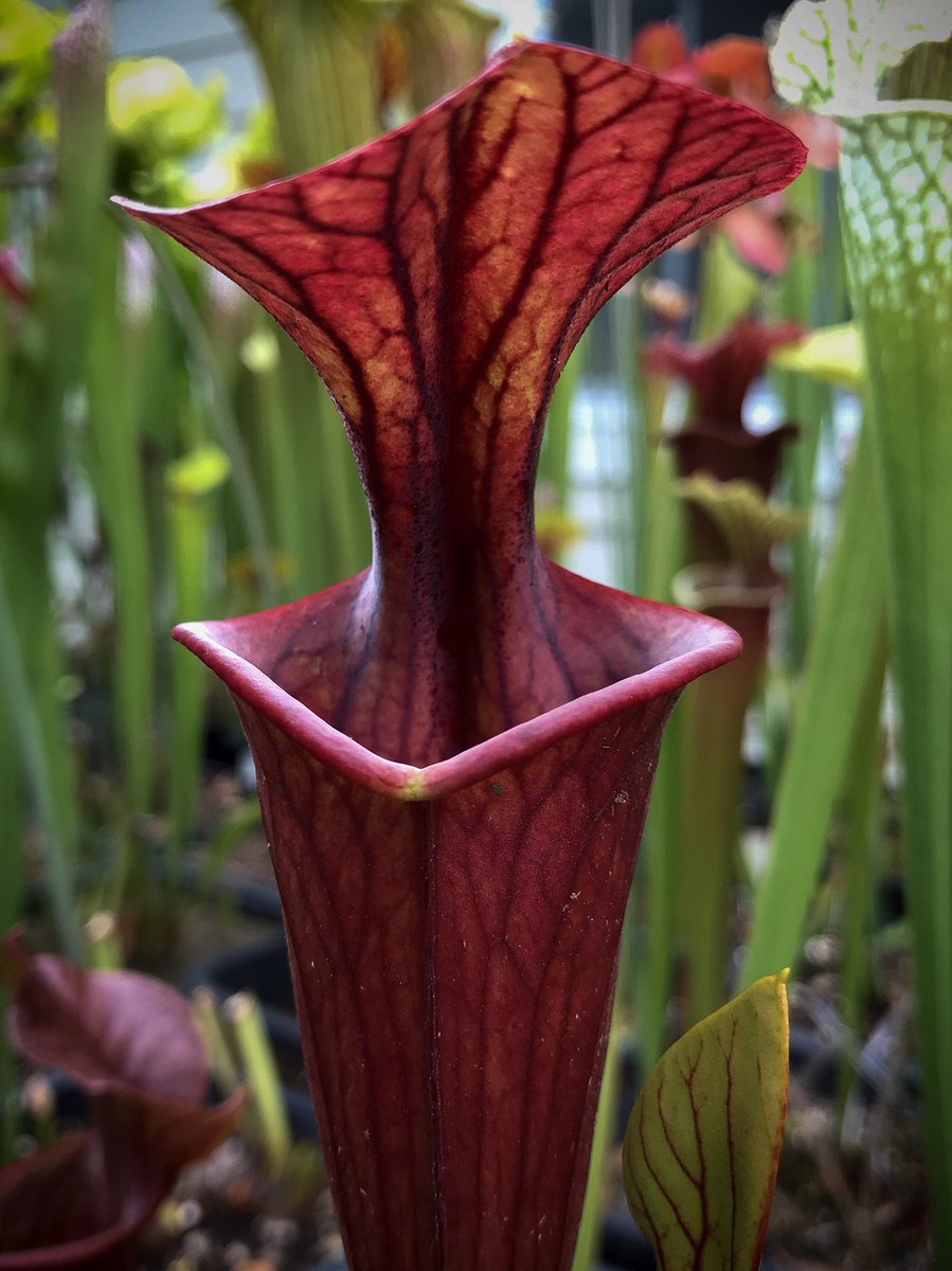 DirtyDivisions's tweet photo. Seed grown siblings of Phil Faulisi’s ‘Saurus’ x flava atro (pure black) cross.  This cross is proving to be a great one!

#sarraceniahybrid #seedgrown #dirtydivisions #sarracenia #pitcherplant #plants #plantas #carnivorousplants #exquisite #mothernature #nature #botany https://t.co/1w6z1z6l22