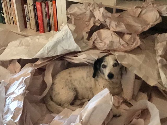 Earl3d's tweet photo. How did I not post this the other day when we were unpacking?!?! #cutenessoverload #Oliver #beincute #dogsofinstagram #rescuedog https://t.co/cc0whIlveQ https://t.co/S0WJ6oIy40