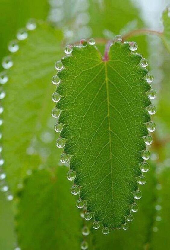 InterestingAsH's tweet photo. The way these water droplets form on this plant https://t.co/PLuYhaLbGN