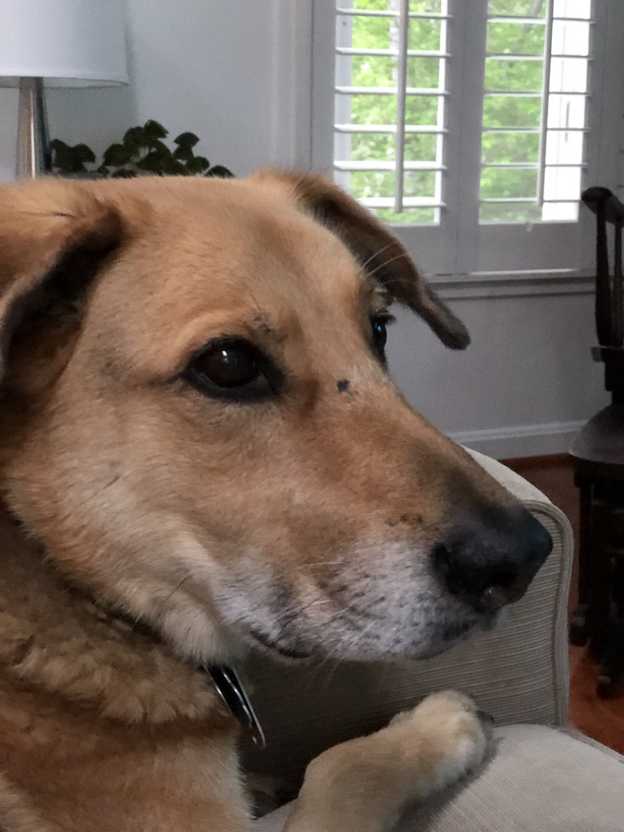 mooski12's tweet photo. Celebrating #NationalRescueDogDay with my rescue but I think he rescued me. ❤️ He enjoyed a Frosty Paw frozen treat - #wantWRSpoints - who is your rescue & their favorite product? https://t.co/MRJh4K09Fj