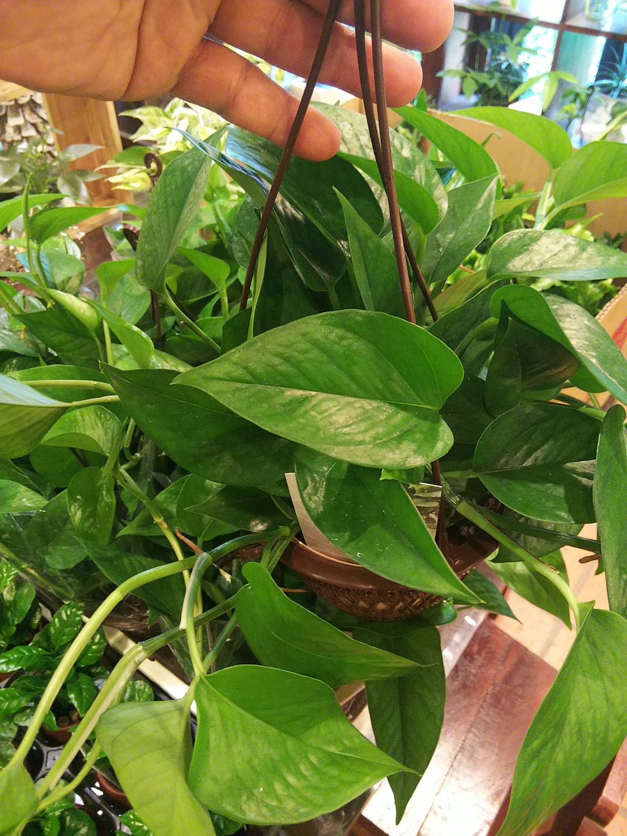 園芸専科 花見鳥 Hanamidori En Twitter こんにちは 浅岡園芸さんのステキプランツ入荷してます ポトス アスプレニウム クロコダイルファーン コーヒーの木 コウモリラン ビカクシダ 浅岡園芸 観葉植物 インテリアグリーン インドアグリーン さいたま市