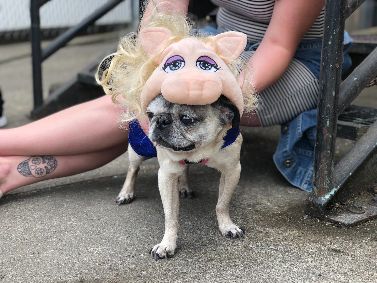 OregonHumane's tweet photo. Pugs! Pugs! Pugs! Thanks to everyone who joined us at the 2018 #PDXPugCrawl. https://t.co/lV2r4kBc6S