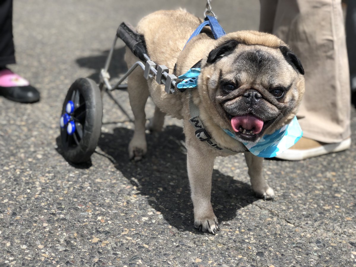 OregonHumane's tweet photo. Pugs! Pugs! Pugs! Thanks to everyone who joined us at the 2018 #PDXPugCrawl. https://t.co/lV2r4kBc6S