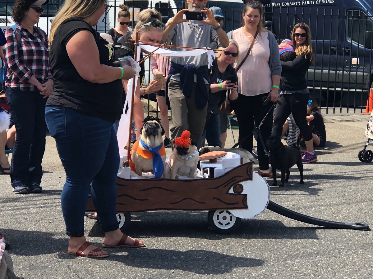 OregonHumane's tweet photo. Pugs! Pugs! Pugs! Thanks to everyone who joined us at the 2018 #PDXPugCrawl. https://t.co/lV2r4kBc6S
