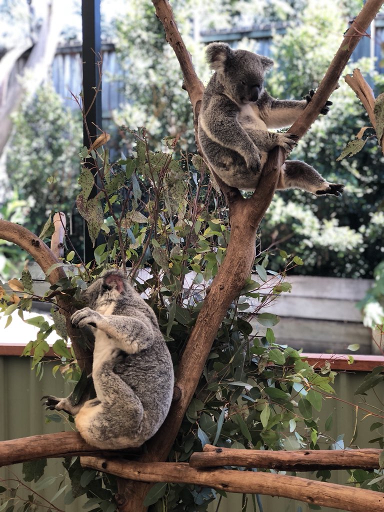 WalterLeePhD's tweet photo. .@HollomanTeirra I see your #BigCat and raise you some marsupials.
#RSAP18 #AussieRulesRSAP #RSAPBestPicCompetition #HatersGonnaSayItsFake
📷: @srivatsa_harish https://t.co/1EP19940lU