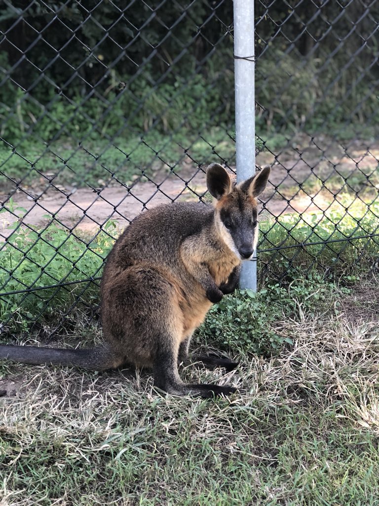 WalterLeePhD's tweet photo. .@HollomanTeirra I see your #BigCat and raise you some marsupials.
#RSAP18 #AussieRulesRSAP #RSAPBestPicCompetition #HatersGonnaSayItsFake
📷: @srivatsa_harish https://t.co/1EP19940lU