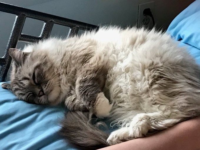 My breakfast buddy every morning! #catsofinstagram #breakfastbuddy https://t.co/FNF1VaGZp1<a href="/tag/catsofinstagram"class="tags">#catsofinstagram</a><a href="/tag/breakfastbuddy"class="tags"><span>#breakfastbuddy</span></a>