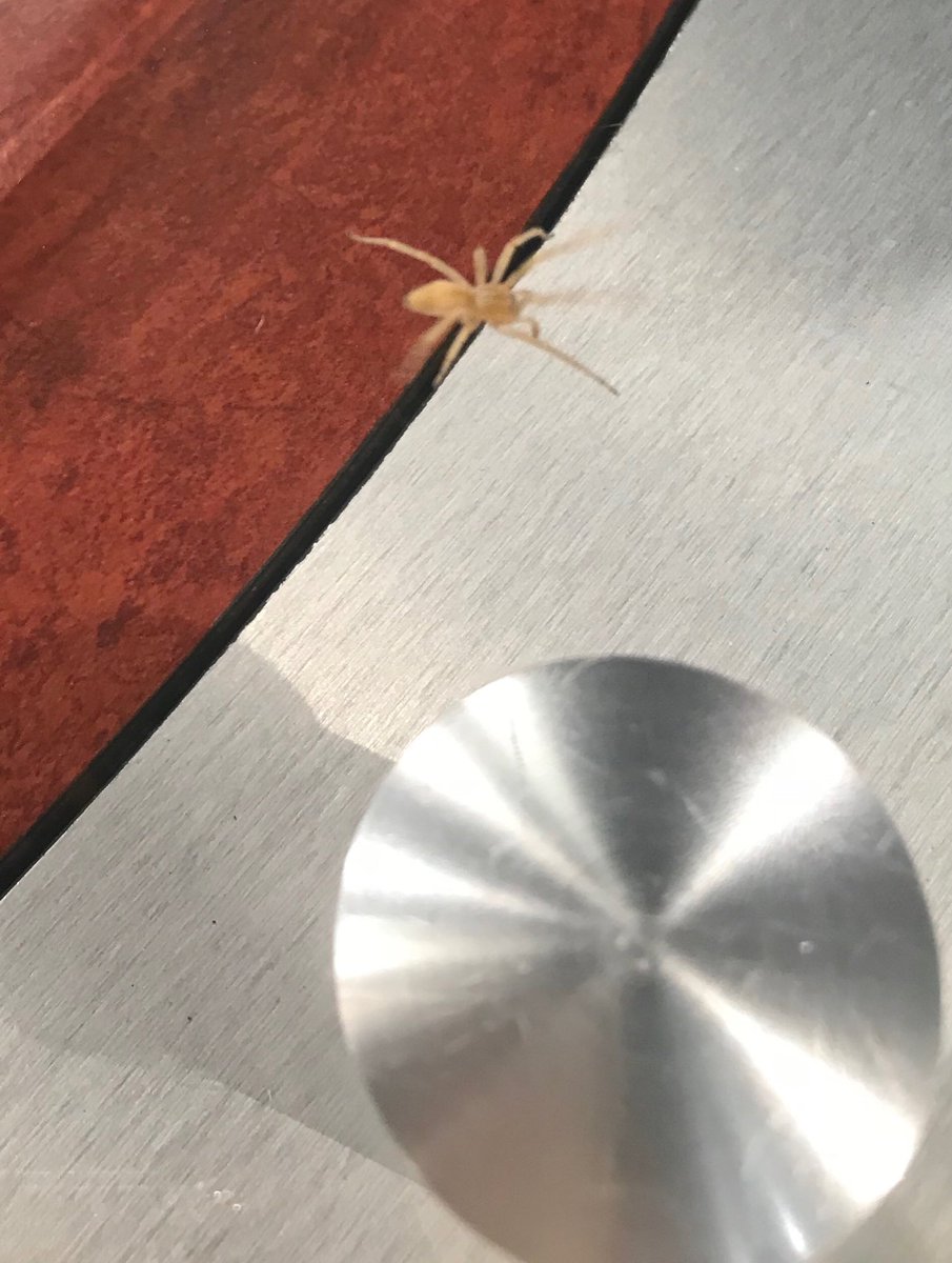 Stokum's tweet photo. Keep calm and carry on! This little...eerrr big guy decided to pay the anchor desk just as I was reading. Nice! Thank you @Fox6TedPerry for the “relax” hand gesture 🤙🏽 #SpiderScare https://t.co/GeoHbEXlmB