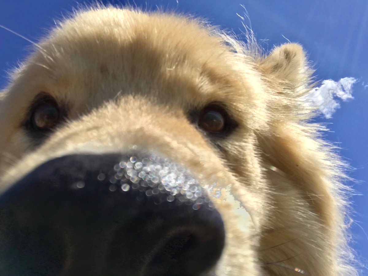 mikemeyer403's tweet photo. #baxterselfie at Wyndham-Carseland Provincial Park https://t.co/XOVMXeXSvR