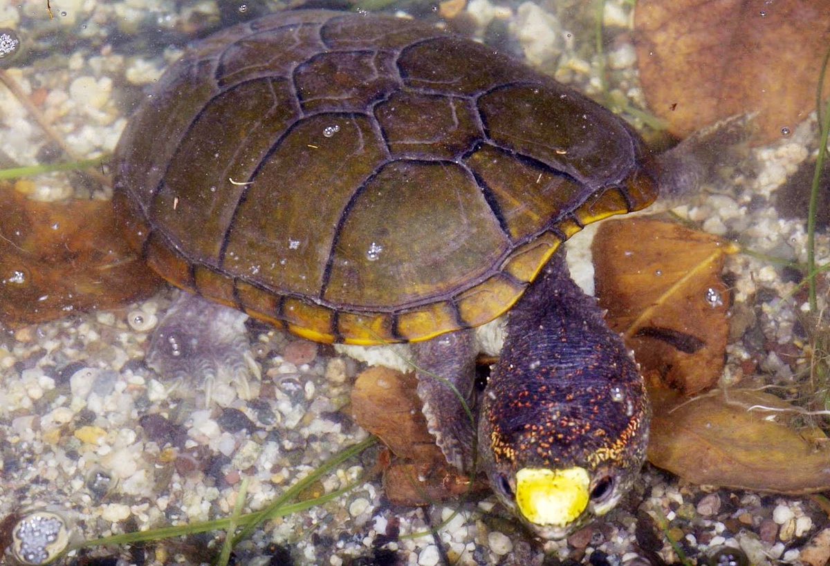 ccostah's tweet photo. A fauna de #répteis do #México é a 2ª mais rica do mundo e ganhou mais uma espécie, 'Kinosternon vogti', homenagem ao Dr. Richard Vogt do INPA (@PPBio_INPA, @Ascom_Inpa). Já é considerada uma das espécies mais ameaçadas do mundo.

https://t.co/kYwnuiTxOS

#Testudines #mudturtle https://t.co/7BUHE97Gas