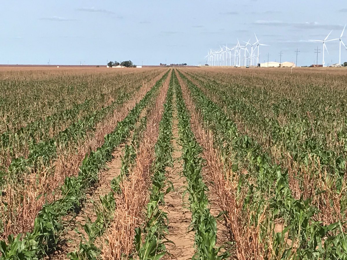 No till 20" silage corn on 40" drip.