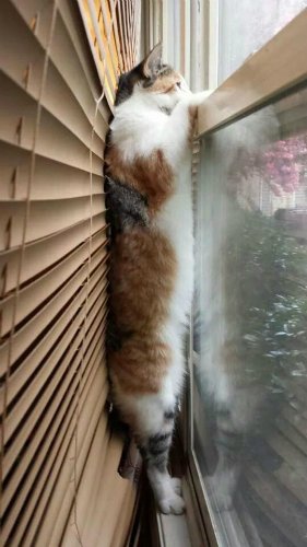 kittyworks's tweet image. "Closing the blinds might keep people from seeing in, but it doesn't keep me from seeing out."
#windowcat #cat #cats