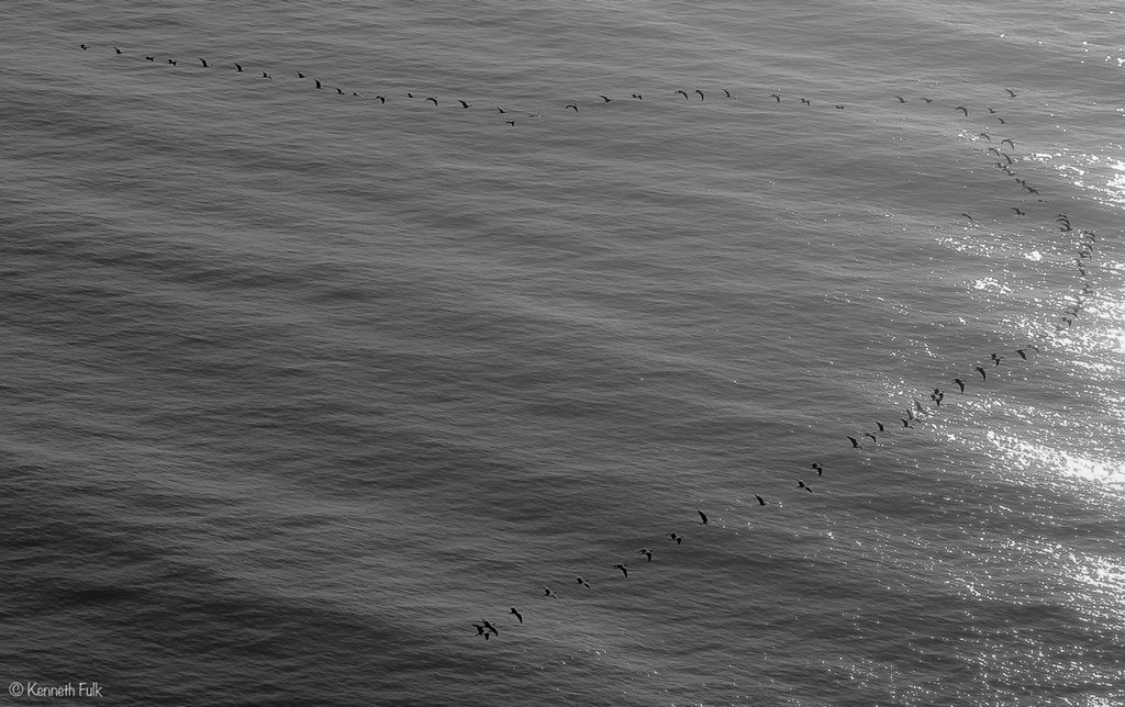 FulkPhoto's tweet photo. Unity
•
•
•
#Fly #Together #Bird #Birds #California #BigSur #TheBigSur #BigSurCoast #TheBigSurCoast #RoadTrip #CaliforniaCoast #Coastline #Coast #Love #Unity #Canon #CanonPhotos #Canon_Photo #CanonPhoto #CanonUSA #CanonPhotography #Fulk #FulkPhoto #FulkPhotography #KennethFulk https://t.co/dFl8dBPQKl