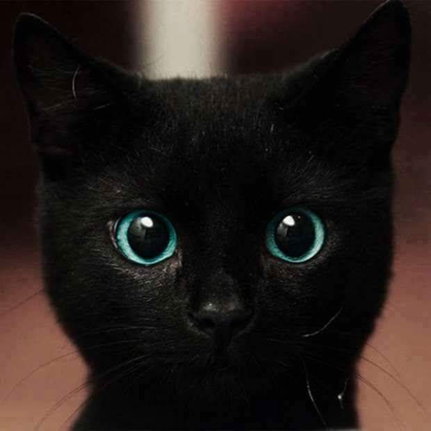 meowonb's tweet photo. cute or not ?? https://t.co/coDrn7bv1p