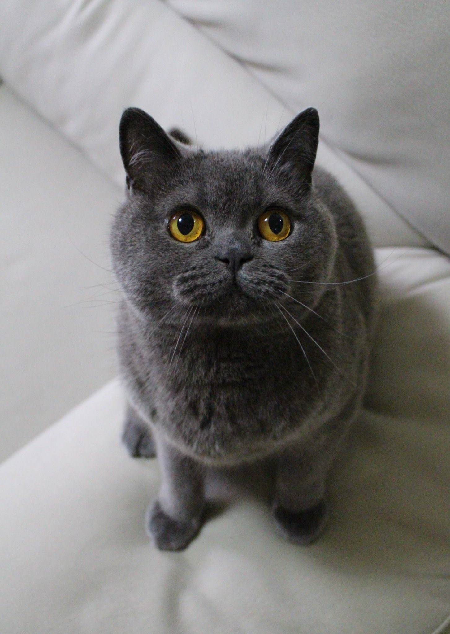 ももじり Twitterissa ボクはブリティッシュショートヘアのムンティ もう4歳でいっぱしのオトナなんだっ でもおうちの中だと時々赤ちゃん扱いされちゃうっ ブリティッシュショートヘア ブリショ