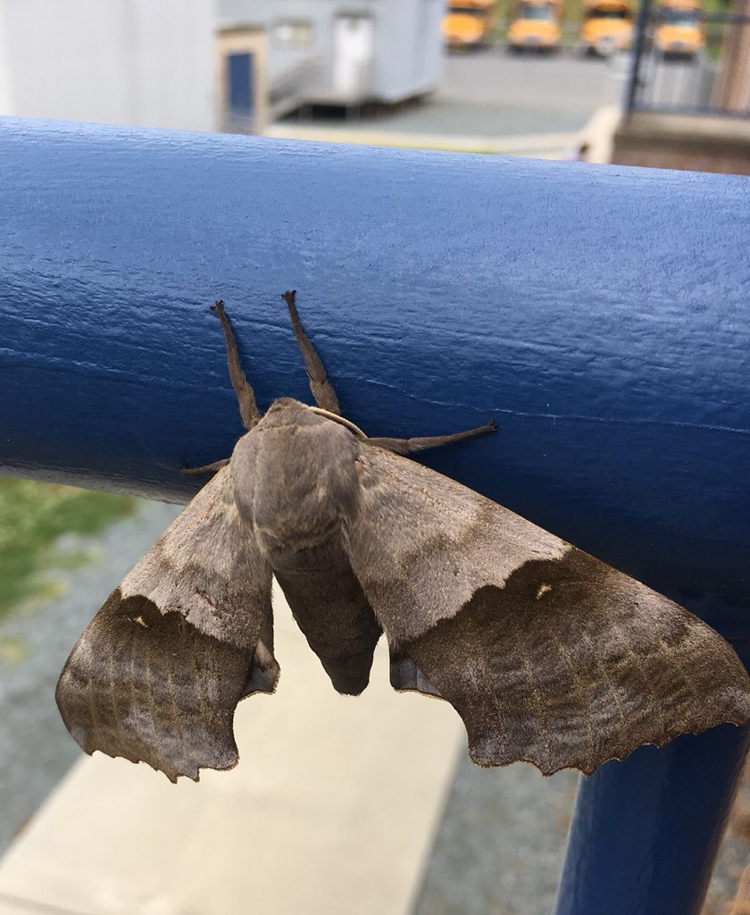 JannaTolleson's tweet photo. 💆🏼♀️I♥️ teaching “moments”! This moth was at @WingateES_NC. I posted photos on a Moth Identification FB Page-:-response it’s a Oak Hawk Moth (Marumba Quercus). Guess what we will be researching? 👍🏼🦋⭐️💙💛 #BeCurious #MothFacts #bonuslearning ✨ https://t.co/U6Ujt9k1Gk