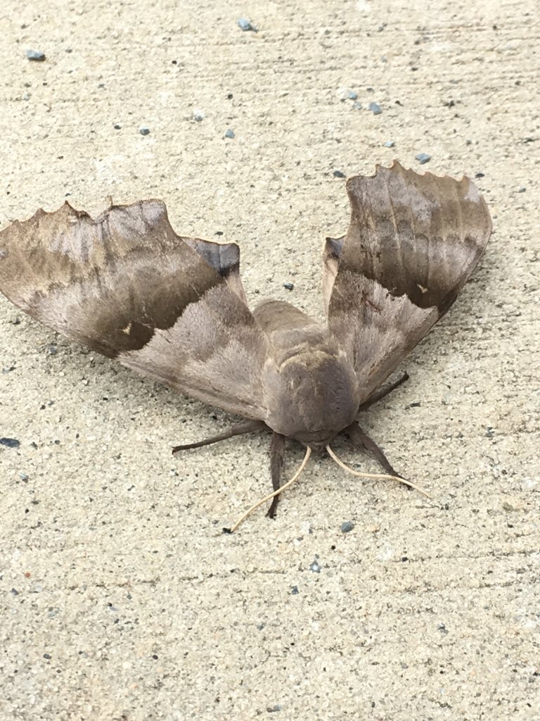 JannaTolleson's tweet photo. 💆🏼♀️I♥️ teaching “moments”! This moth was at @WingateES_NC. I posted photos on a Moth Identification FB Page-:-response it’s a Oak Hawk Moth (Marumba Quercus). Guess what we will be researching? 👍🏼🦋⭐️💙💛 #BeCurious #MothFacts #bonuslearning ✨ https://t.co/U6Ujt9k1Gk