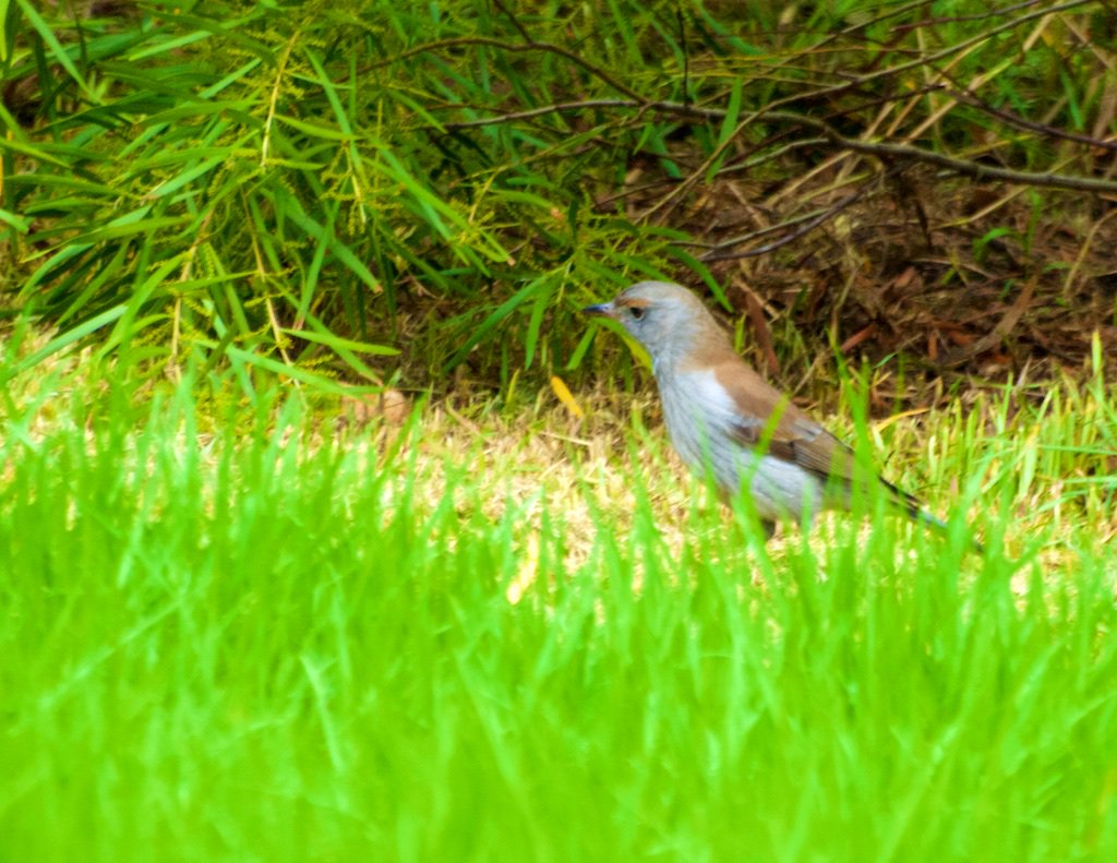 Fred O Donnell On Twitter My Backyard Birds From Last Week