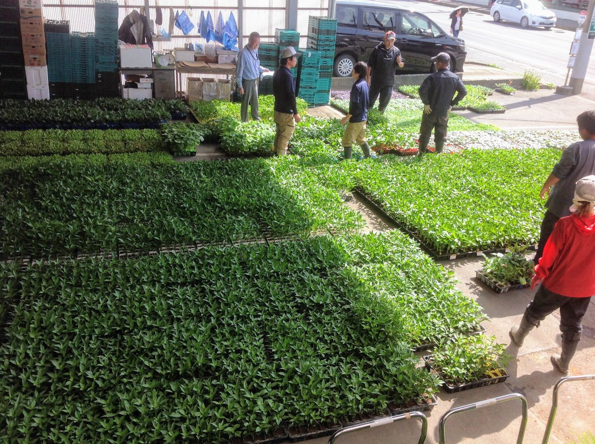 ট ইট র 八百辰 八百辰です 夏野菜の苗を入荷 これから定植作業が始まります ナス３種 大長ナス 赤オクラ ガーキン マイクロバジル そうめんカボチャ 赤皮カボチャ ペッパー バナナピーマン２種 万願寺唐辛子 甘長唐辛子 パクチー