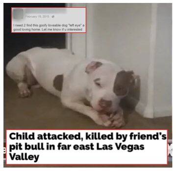 FYourPit's tweet photo. #NationalRescueDogDay This #harmlesspitbull attacked and killed a little boy visiting his friends house. The dog had been rehomed on FB, called “goofy loveable [sic] dog”.

Don’t adopt a #pitbull, it isn’t worth the risk.

#banpitbulls #pitbullsaresafe

https://t.co/5co8O2SU7p https://t.co/JDMLM2pZiH