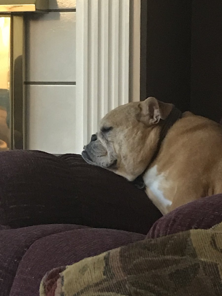grlsbeersports's tweet photo. Sunday has finally set in. #sundaydoneday #GBSmascot #bacongirl #bulldoglife https://t.co/Uyp61nhcRk