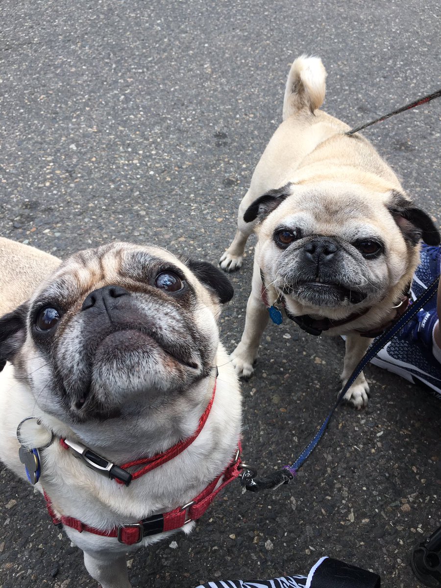kpetersnm's tweet photo. Entirely too much cuteness and some amazing creativity on display at #pdxpugcrawl today! Happy to bask in the sun and support @OregonHumane Society's important work. https://t.co/RyYp0nbfTG