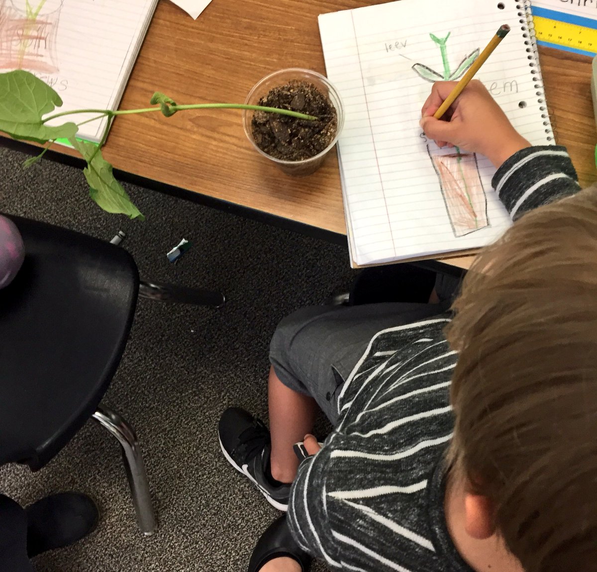 RHoefar's tweet photo. It was so fun to hear their excitement during our plant observations. I think it was their favorite part of the day. #ReaganRays https://t.co/xpgKsNa7tm