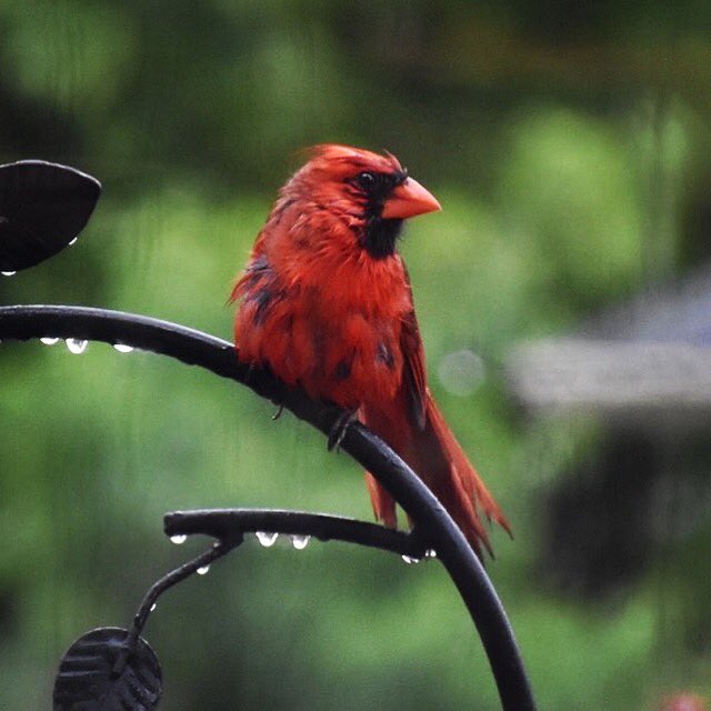 _white_falcon's tweet photo. A beautiful sight on a soggy Sunday in #AthensGA... https://t.co/9Qy7bbn43V