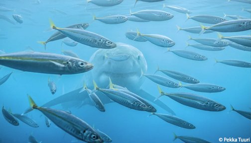 What we should really be afraid of isn’t sharks...but a world without sharks. #SharkSunday