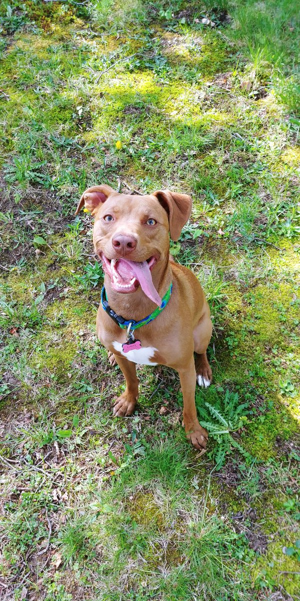 julpavao's tweet image. #NationalRescueDogDay 🐾My fair Lady 💕 I can&apos;t believe there was a time when you didn&apos;t have warm covers to sleep under and homemade meals #spoileddoggo