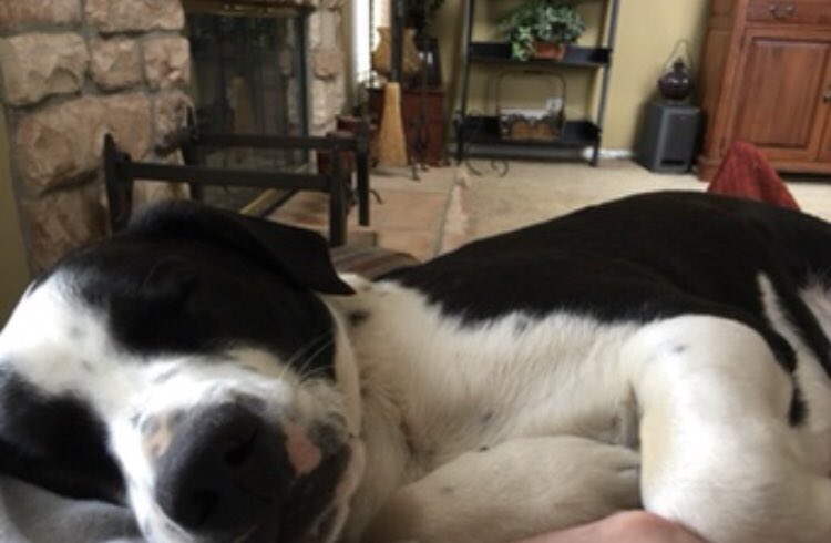 kendalllajewski's tweet photo. A little over a year ago my family welcomed a new little member who has brought endless cuddles and happiness into our lives (and morty’s!!!) 💛 #NationalRescueDogDay https://t.co/61WeXHSutI