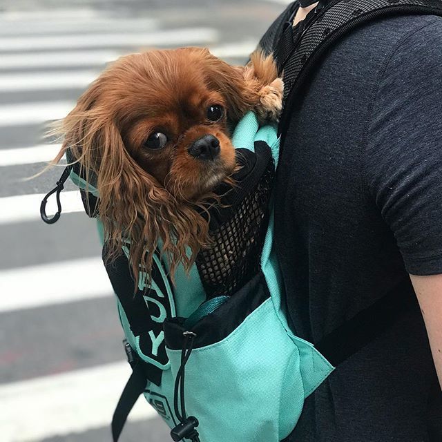 ladytakesnyc's tweet photo. Spoiled pup alert! Lady loves exploring the city from the comfort of her new @k9sportsack dog carrier 🐶🎒🏙 See Lady’s story for the 🔗 to order your own pup carrier — it comes in 4 gorgeous colors #k9sportsack #nodogleftbehind #verbpartner #verbproduc… https://t.co/2CXziSCKhI https://t.co/9UnMINLPHC
