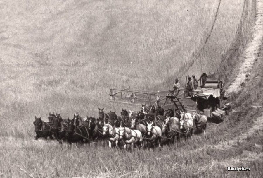 Moissonneuse-batteuse tirée par 33 chevaux, Washington, 1902 #histoire