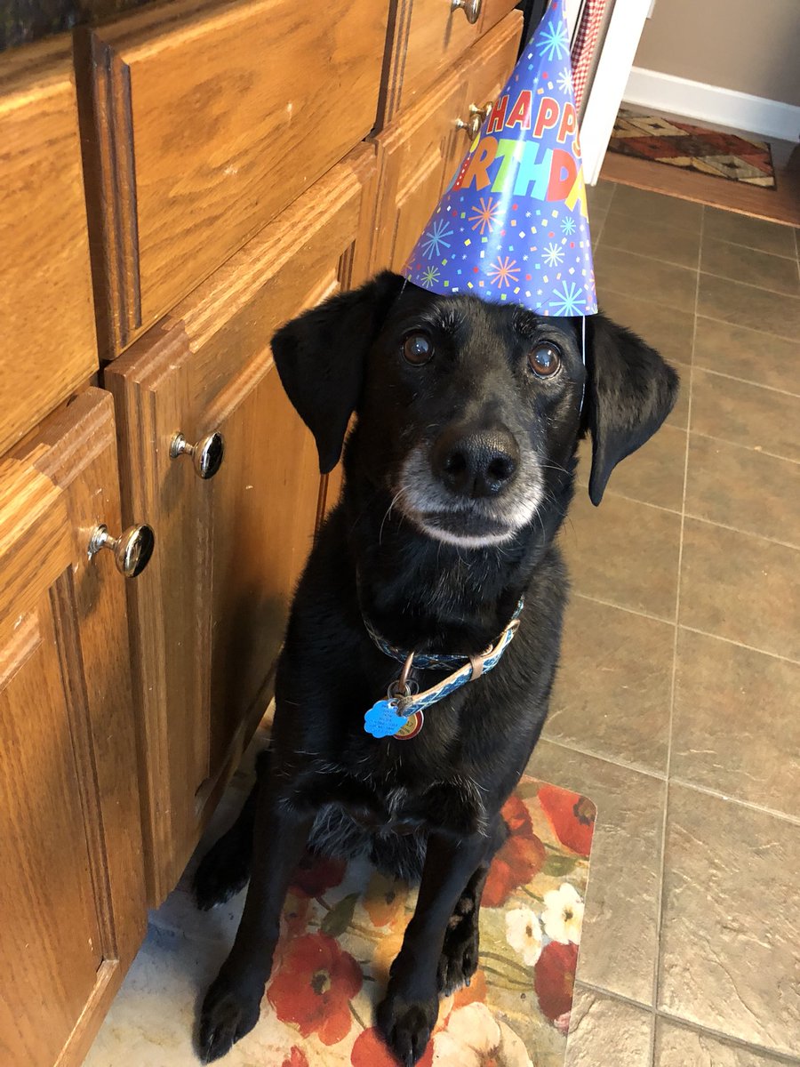 lydgrace98's tweet photo. I told my dog to smile and let me tell y’all she didn’t disappoint https://t.co/P0x4BOlSZD